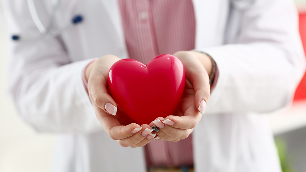 doctor holding plastic heart